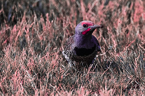 Northern Flicker Woodpecker Digging Up Dirt (Pink Tint)