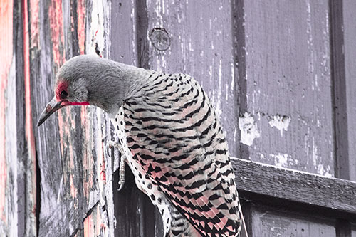 Northern Flicker Woodpecker Peeking Around Birdhouse (Pink Tint Photo)