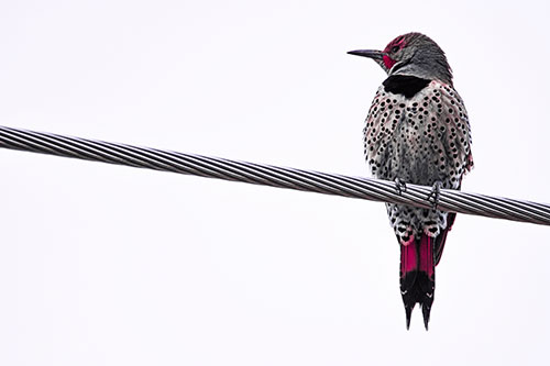 Northern Flicker Woodpecker Perched Atop Steel Wire (Pink Tint)