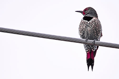 Northern Flicker Woodpecker Perched Atop Steel Wire (Pink Tint Photo)