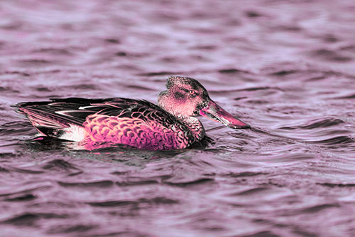 Northern Shoveler Duck Enjoying Lake Swim (Pink Tint Photo)