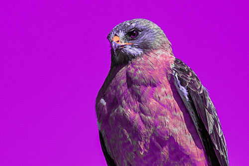 Observant Rough Legged Hawk Watching Intensely (Pink Tint)