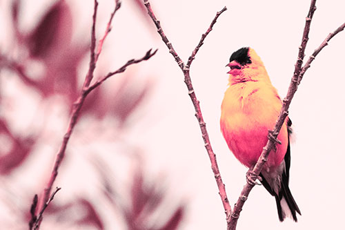 Open Mouthed American Goldfinch Standing On Tree Branch (Pink Tint)