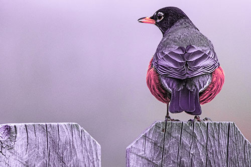 Open Mouthed American Robin Looking Sideways Atop Wooden Fence (Pink Tint Photo)