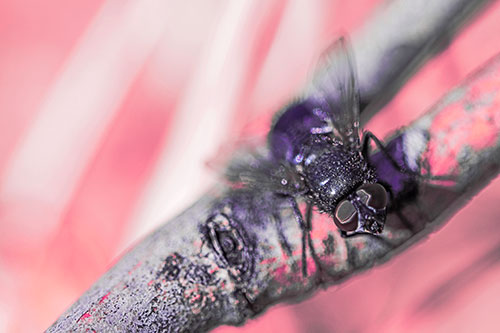 Open Mouthed Blow Fly Looking Above (Pink Tint Photo)