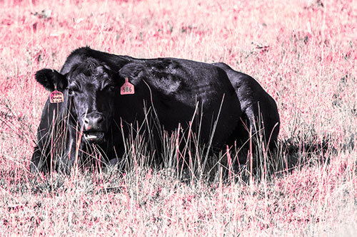 Open Mouthed Cow Resting On Grass (Pink Tint Photo)