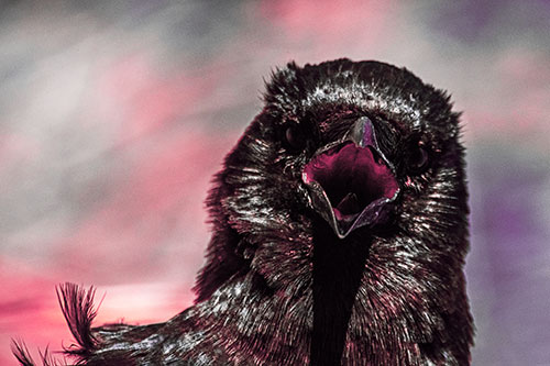 Open Mouthed Crow Screaming Among Wind (Pink Tint Photo)