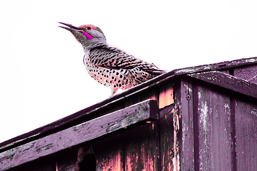 Open Mouthed Northern Flicker Woodpecker (Pink Tint Photo)