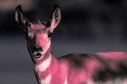 Open Mouthed Pronghorn Gazes In Shock (Pink Tint Photo)