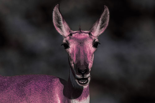 Open Mouthed Pronghorn Spots Intruder (Pink Tint Photo)