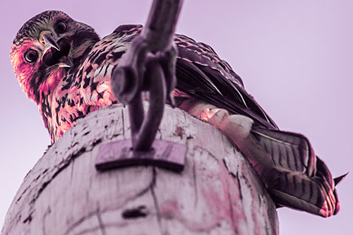 Open Mouthed Red Tailed Hawk Squawking Downward (Pink Tint)