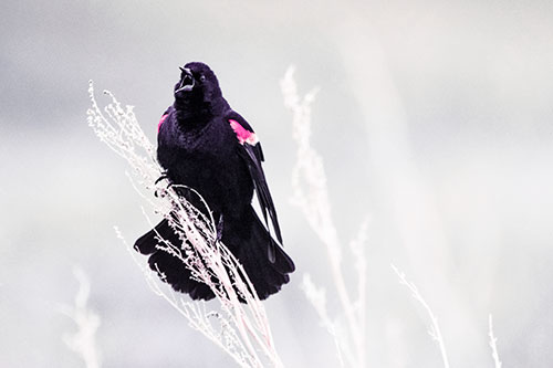 Open Mouthed Red Winged Blackbird Chirping Aggressively (Pink Tint Photo)