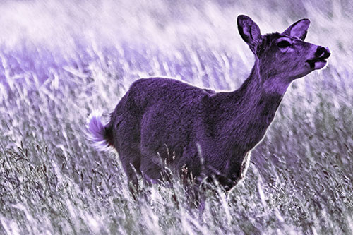 Open Mouthed White Tailed Deer Among Wheatgrass (Pink Tint Photo)