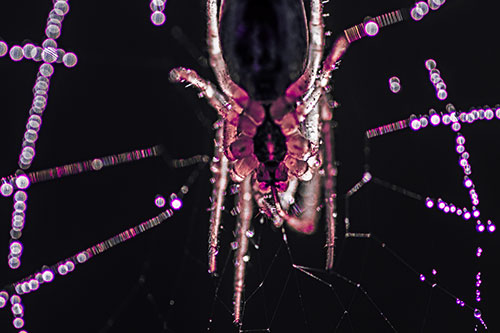 Orb Weaver Spider Dangling Downwards Among Web (Pink Tint Photo)