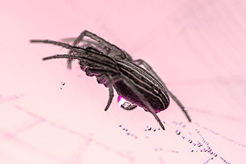 Orb Weaver Spider Rests Atop Dewdrop Web (Pink Tint Photo)