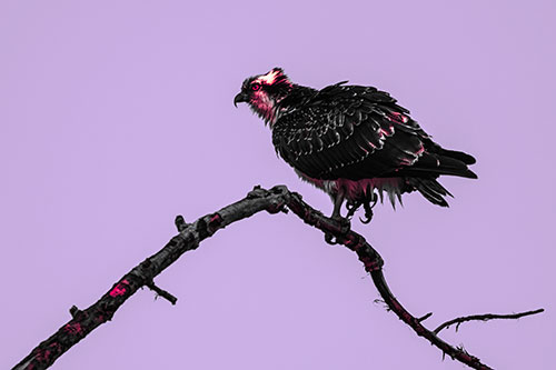 Osprey Hawk Balancing Among Bending Tree Branch (Pink Tint)