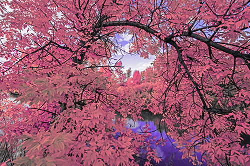 Overlooking River Through Bending Leaf Covered Autumn Tree Branch (Pink Tint)