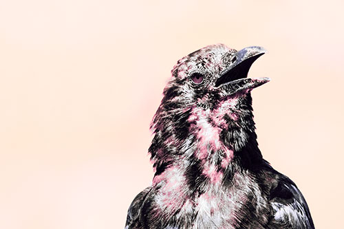 Panting Open Mouthed Crow Cooling Down Among Heat (Pink Tint)