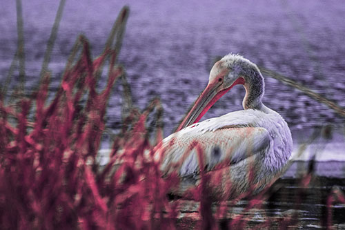 Pelican Grooming Beyond Water Reed Grass (Pink Tint Photo)