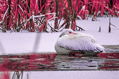 Pelican Resting Atop Ice Frozen Lake (Pink Tint Photo)