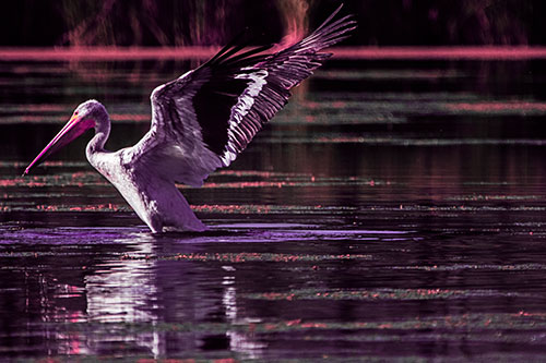 Pelican Takes Flight Off Lake Water (Pink Tint)