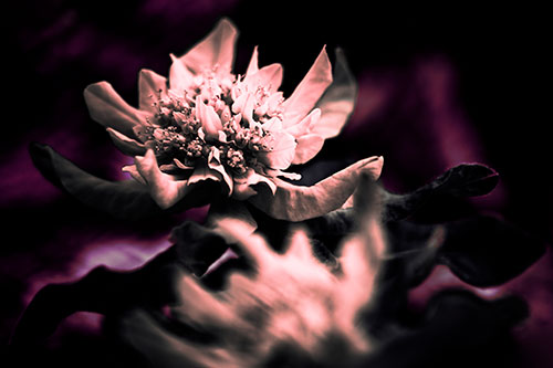 Peony Flower In Motion (Pink Tint Photo)