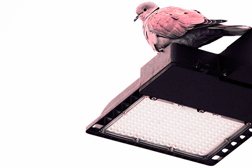 Perched Collared Dove Atop Light Pole (Pink Tint Photo)