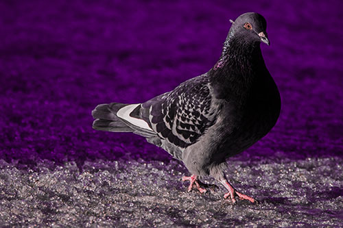 Pigeon Crosses Shadow Covered River Ice (Pink Tint Photo)