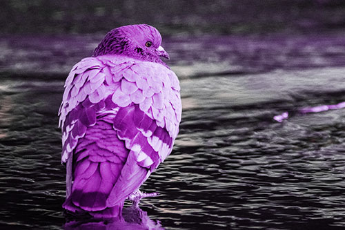 Pigeon Glancing Backwards Among River Water (Pink Tint Photo)