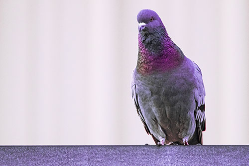 Pigeon Keeping Watch Atop Metal Roof Ledge (Pink Tint Photo)