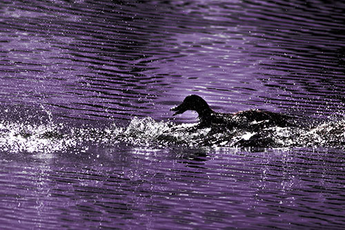 Playful Mallard Duck Gets Splashed Among Lake Horizon (Pink Tint)