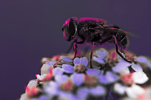 Pollen Covered Hoverfly Standing Atop Flower Petals (Pink Tint Photo)