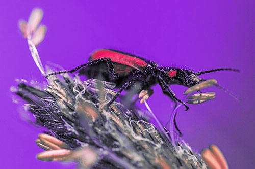 Pollen Covered Scarlet Malachite Beetle Hugging Flower Stem (Pink Tint)