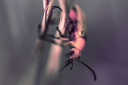 Pollen Faced Blister Beetle Hangs Onto Plant Stem (Pink Tint)