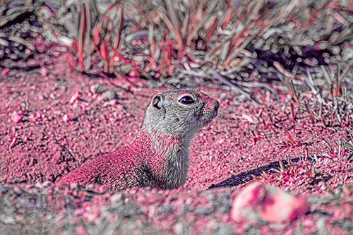 Prairie Dog Emerges From Dirt Tunnel (Pink Tint Photo)
