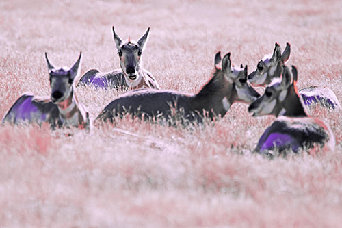 Pronghorn Herd Rest Among Grass (Pink Tint Photo)