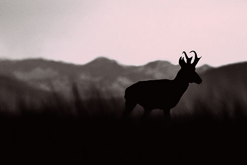 Pronghorn Silhouette Across Mountain Range (Pink Tint Photo)