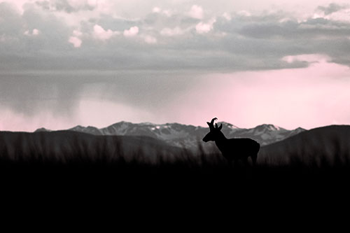 Pronghorn Silhouette Overtakes Stormy Mountain Range (Pink Tint)