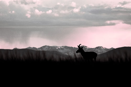 Pronghorn Silhouette Overtakes Stormy Mountain Range (Pink Tint Photo)