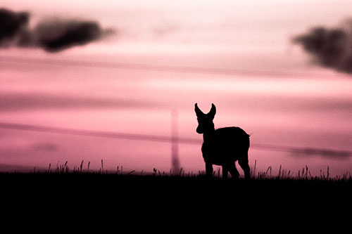 Pronghorn Silhouette Watches Sunset Atop Grassy Hill (Pink Tint Photo)