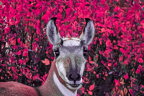 Pronghorn Snacking Among Autumn Leaves (Pink Tint Photo)