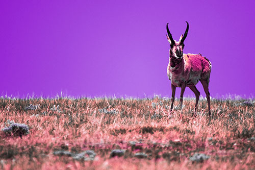 Pronghorn Standing Along Grassy Horizon (Pink Tint Photo)