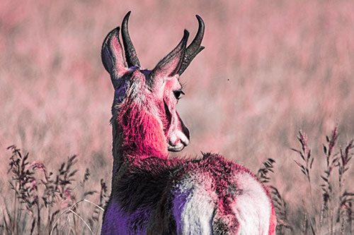 Pronghorn Watching Annoying Fly Buzzing Around (Pink Tint)