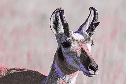 Pronghorn Watching Surroundings Among Sunlight (Pink Tint)