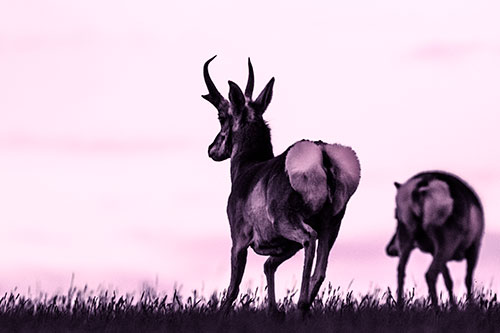 Pronghorns Begin Sprinting Towards Herd (Pink Tint Photo)