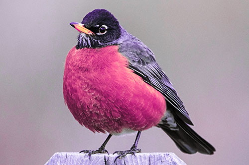 Puffball American Robin Standing Atop Fence (Pink Tint Photo)