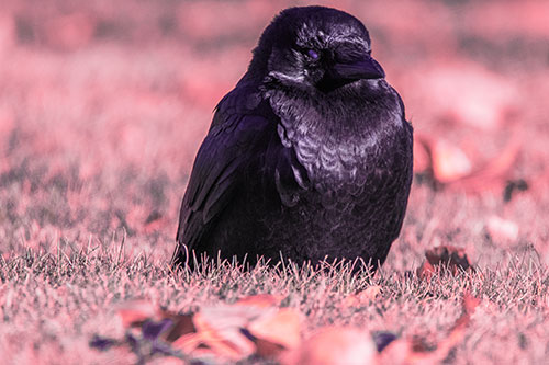 Puffy Crow Standing Guard Among Leaf Covered Grass (Pink Tint Photo)