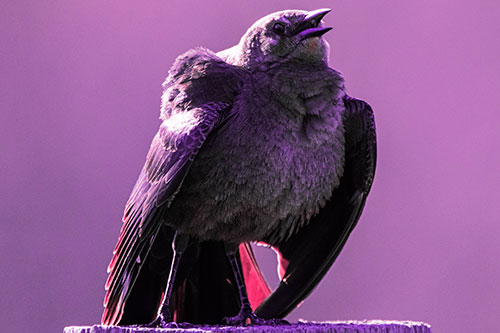 Puffy Female Grackle Croaking Atop Wooden Fence Post (Pink Tint Photo)