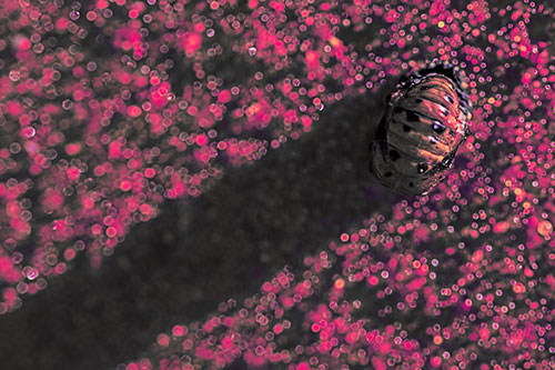 Pupa Convergent Lady Beetle Casts Shadow Among Sparkles (Pink Tint Photo)