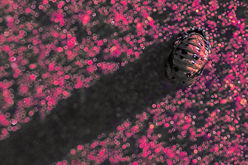 Pupa Convergent Lady Beetle Casts Shadow Among Sparkles (Pink Tint)